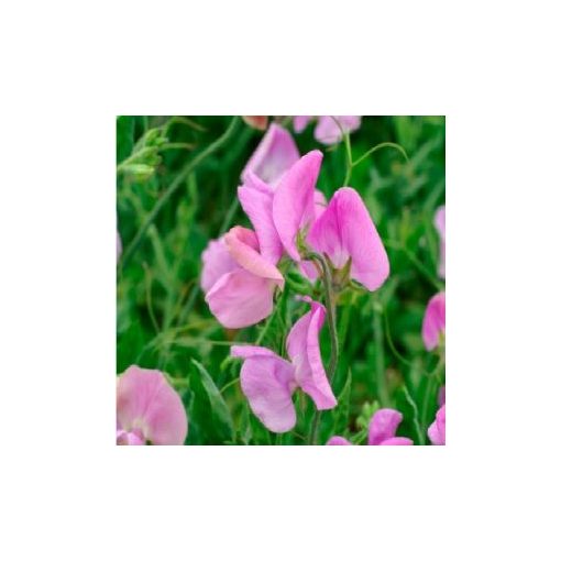 Lathyrus odoratus mammoth lavender