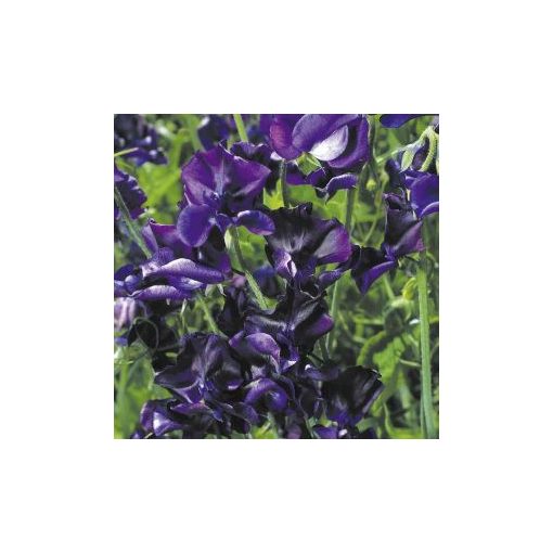 Lathyrus odoratus mammoth navy blue