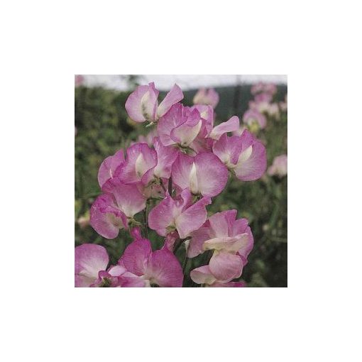 Lathyrus odoratus mammoth rose pink