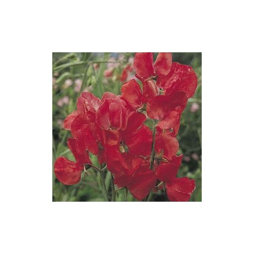 Lathyrus odoratus mammoth scarlet