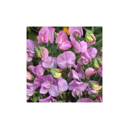 Lathyrus odoratus royal lavender