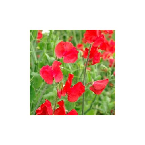 Lathyrus odoratus royal scarlet