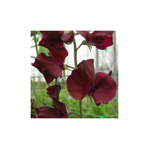 Lathyrus odoratus spring sunshine burgundy