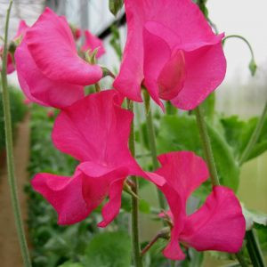 Lathyrus odoratus spring sunshine cerise