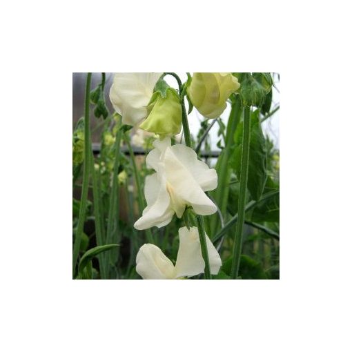 Lathyrus odoratus spring sunshine cream