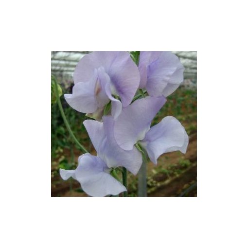 Lathyrus odoratus spring sunshine light blue