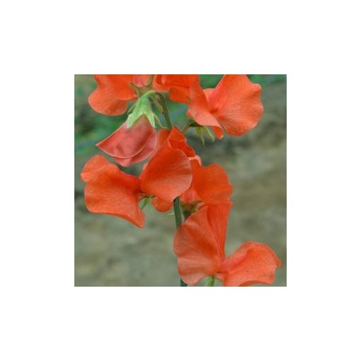 Lathyrus odoratus spring sunshine orange