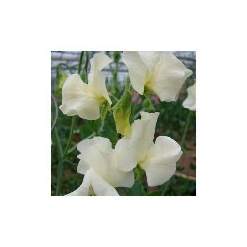 Lathyrus odoratus winter sunshine cream