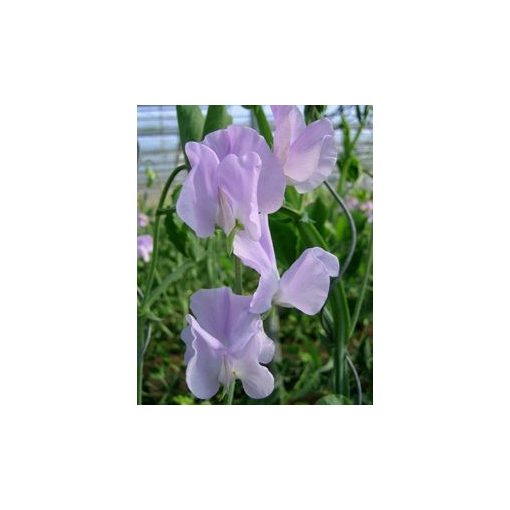 Lathyrus odoratus winter sunshine lavender