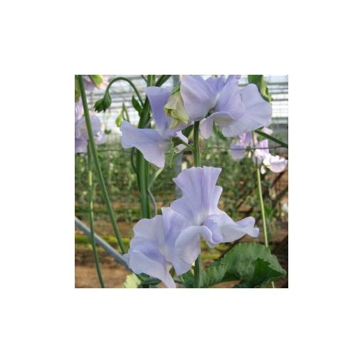 Lathyrus odoratus winter sunshine light blue