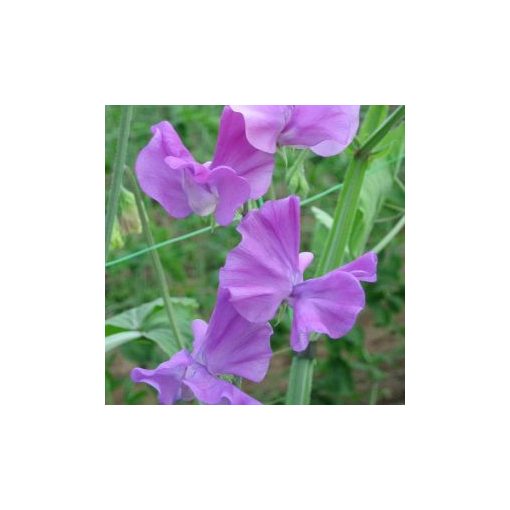 Lathyrus odoratus winter sunshine mauve