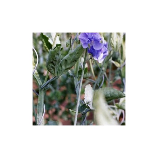 Lathyrus odoratus winter sunshine midblue