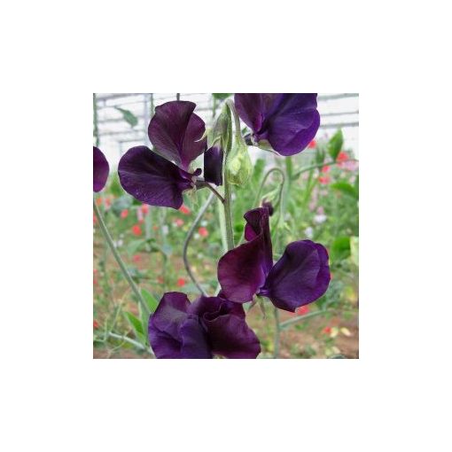 Lathyrus odoratus winter sunshine navy