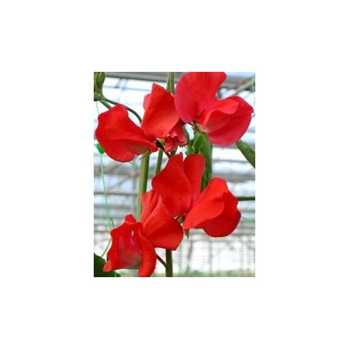 Lathyrus odoratus winter sunshine scarlet