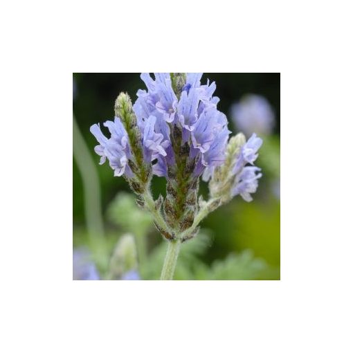 Lavandula multifida origano