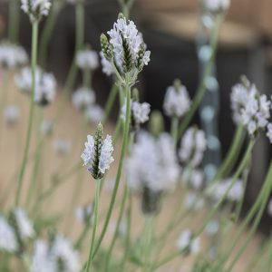 Lavandula multifida torch minty ice