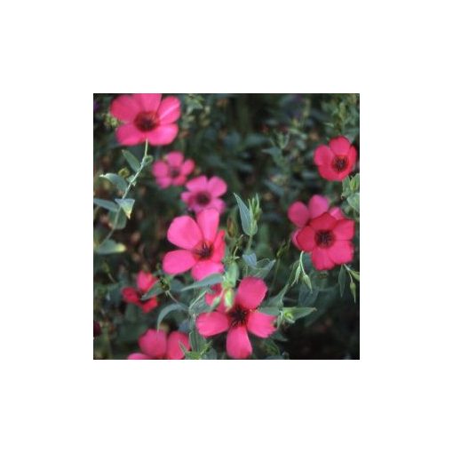 Linum grandiflorum rubrum