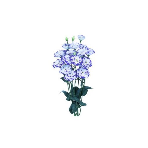 Lisianthus (eustoma) grandiflorum excalibur 2 blue picotee