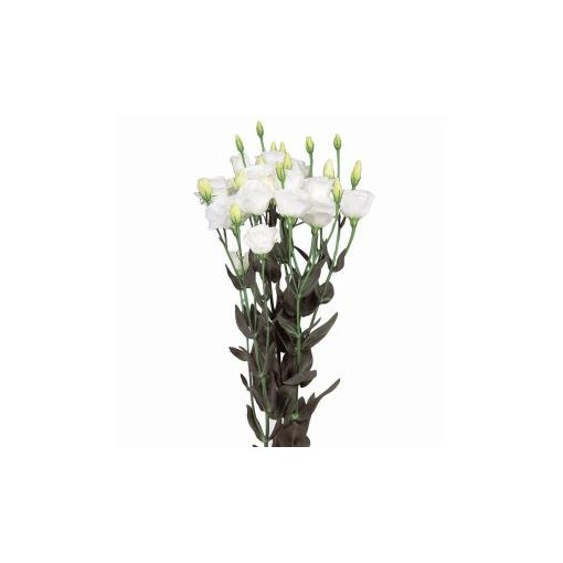 Lisianthus (eustoma) grandiflorum excalibur 2 pure white