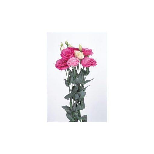 Lisianthus (eustoma) grandiflorum excalibur 2 rose pink