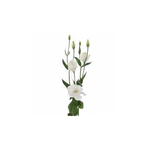 Lisianthus (eustoma) grandiflorum excalibur 3 pure white