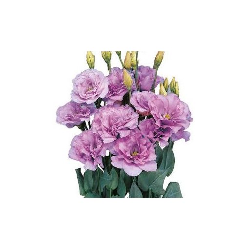 Lisianthus (eustoma) grandiflorum mariachi ii lavender