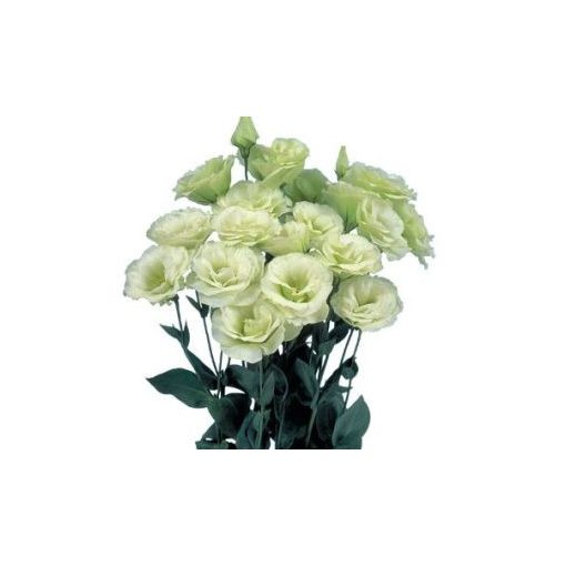 Lisianthus (eustoma) grandiflorum mariachi ii lime green