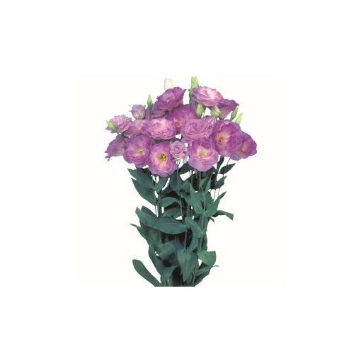 Lisianthus (eustoma) grandiflorum mariachi ii misty blue