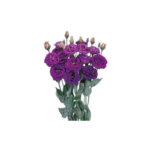 Lisianthus (eustoma) rosita ii purple