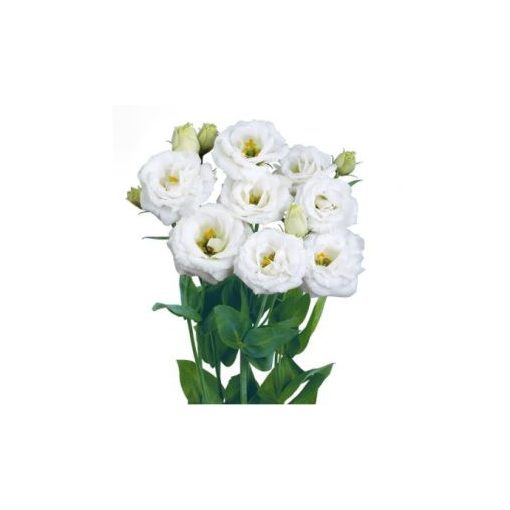 Lisianthus (eustoma) rosita ii white