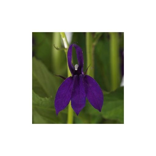 Lobelia speciosa starship blue