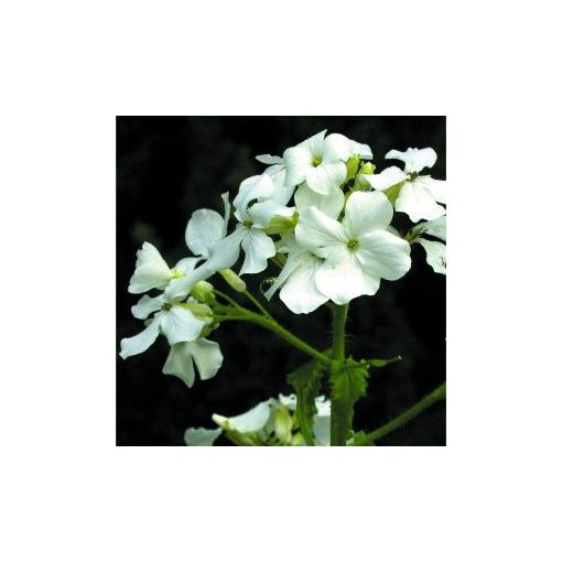 Lunaria annua (biennis) alba