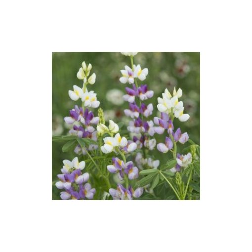 Lupinus mutabilis var. cruckshankii javelin lilac