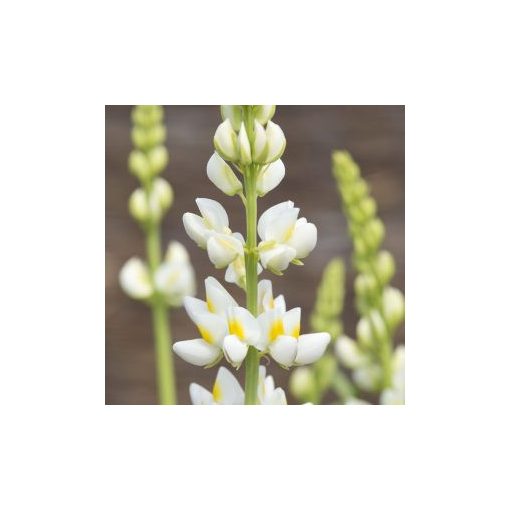 Lupinus mutabilis var. cruckshankii javelin white