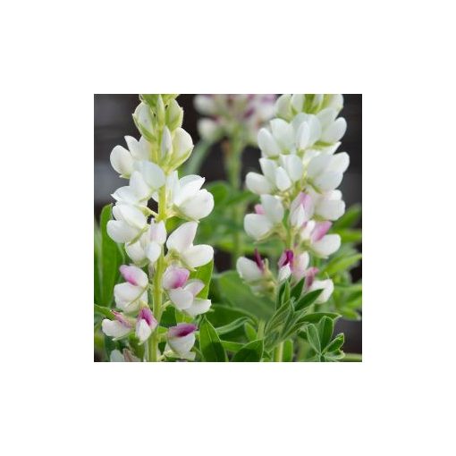 Lupinus nanus pixie pink