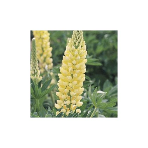 Lupinus polyphyllus russell chandelier