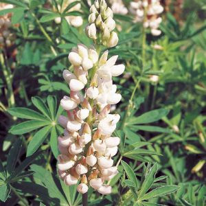 Lupinus polyphyllus russell noblemaiden