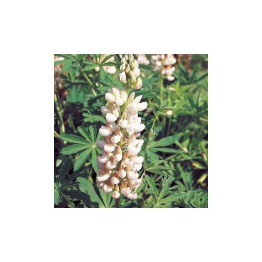 Lupinus polyphyllus russell noblemaiden