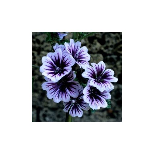 Malva sylvestris zebrina