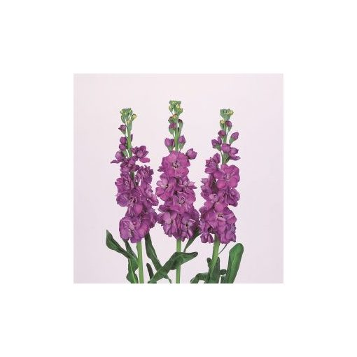 Matthiola incana iron blue