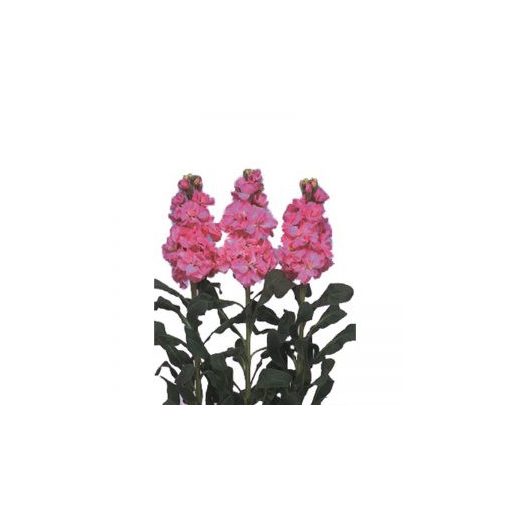 Matthiola incana iron deep pink