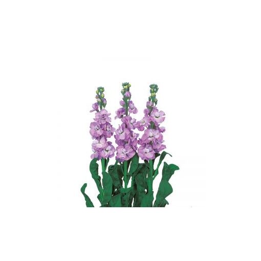 Matthiola incana iron marine