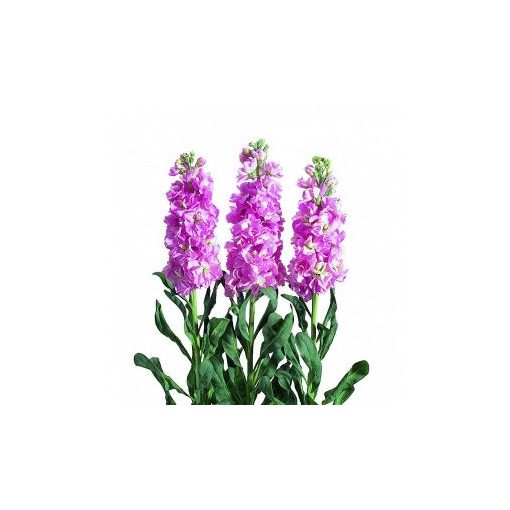 Matthiola incana iron pink