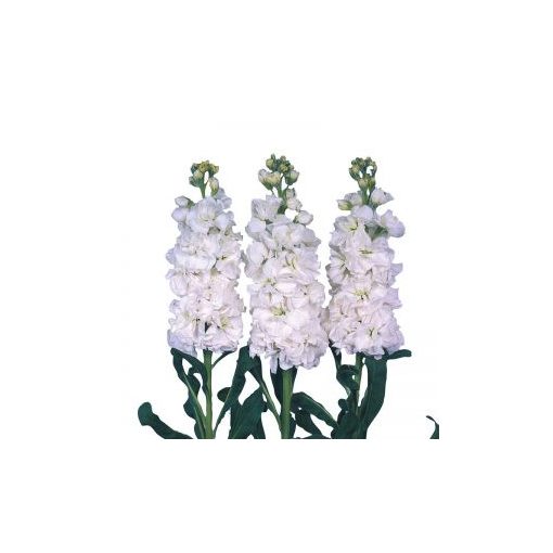 Matthiola incana iron white