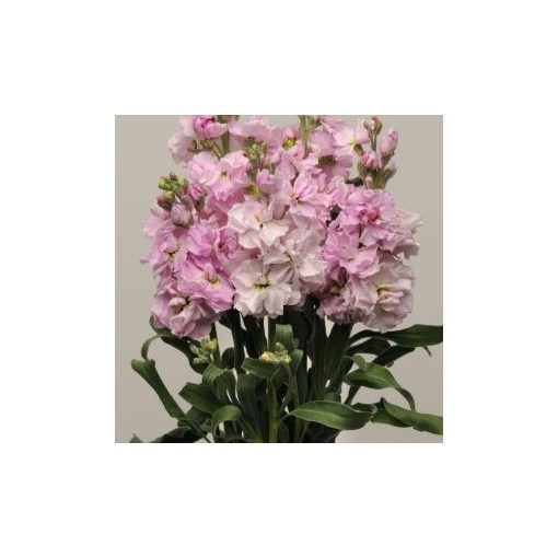 Matthiola incana katz cherry blossom