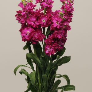 Matthiola incana katz crimson