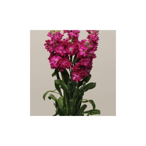 Matthiola incana katz crimson