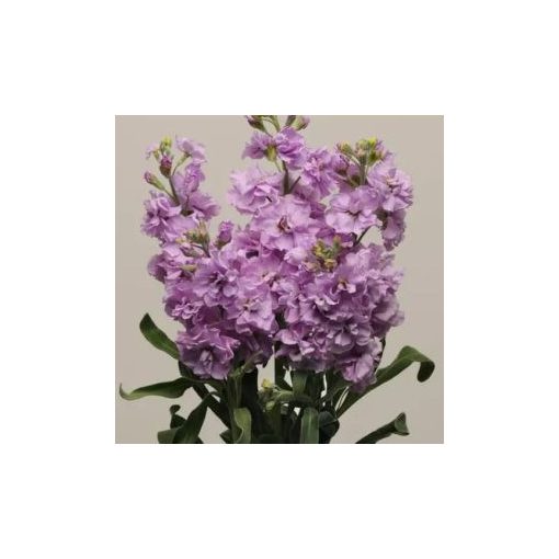 Matthiola incana katz light lavender