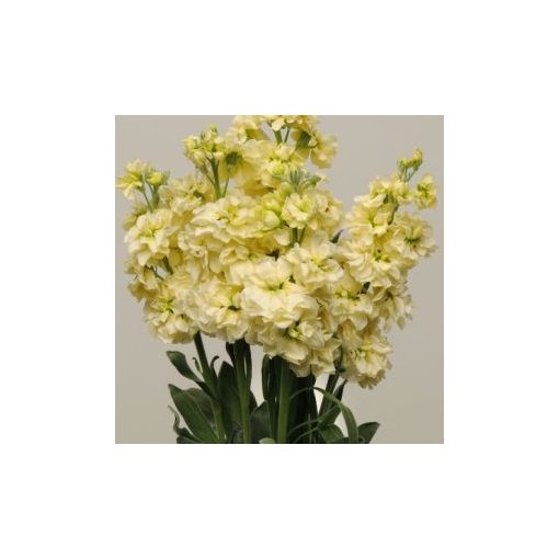 Matthiola incana katz yellow