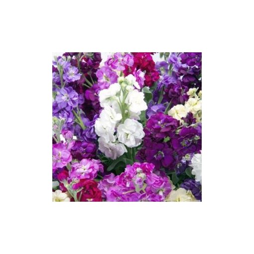 Matthiola incana mammouth excelsior mixture